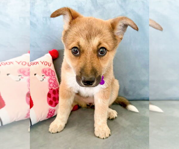 Medium Photo #11 German Shepherd Dog-Unknown Mix Puppy For Sale in Corona, CA, USA