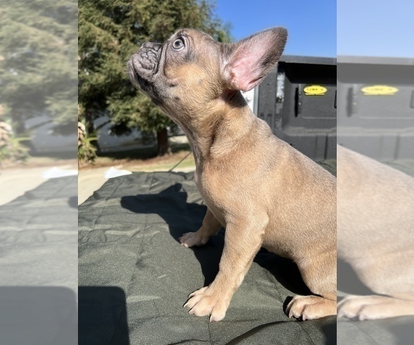 Medium Photo #3 French Bulldog Puppy For Sale in BAKERSFIELD, CA, USA