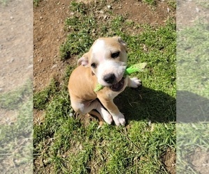 American Pit Bull Terrier-American Staffordshire Terrier Mix Dogs for adoption in CLEARLAKE OAKS, CA, USA