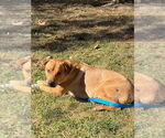Small #6 Labrador Retriever Mix