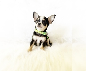 Chihuahua Puppy for sale in SACRAMENTO, CA, USA