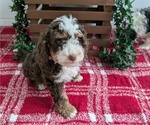 Puppy Adonis Miniature Bernedoodle