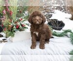 Puppy Kate Labradoodle