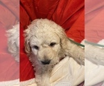 Small Photo #7 Pyredoodle Puppy For Sale in MOORESVILLE, NC, USA