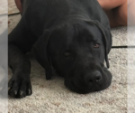 Small #2 Labrador Retriever Mix