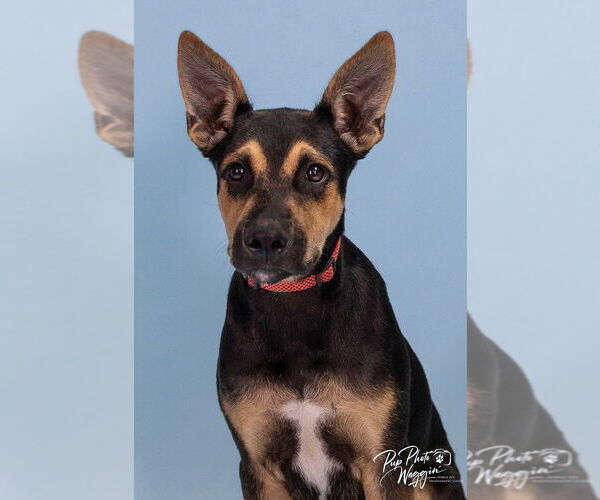 Medium Photo #9 Australian Kelpie-Unknown Mix Puppy For Sale in Claremore, OK, USA