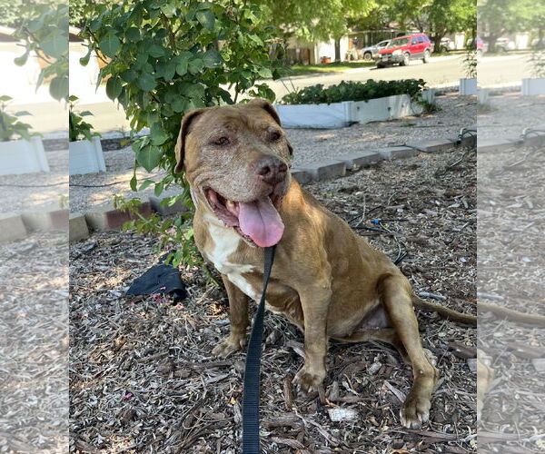 Medium Photo #1 American Pit Bull Terrier-Unknown Mix Puppy For Sale in Aurora, CO, USA