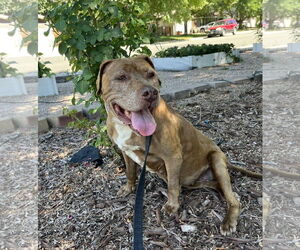 American Pit Bull Terrier-Unknown Mix Dogs for adoption in Aurora, CO, USA