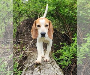 Beagle-Unknown Mix Dogs for adoption in Cuba, NY, USA