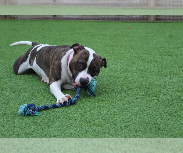Medium Photo #7 Mutt Puppy For Sale in Chestertown, MD, USA