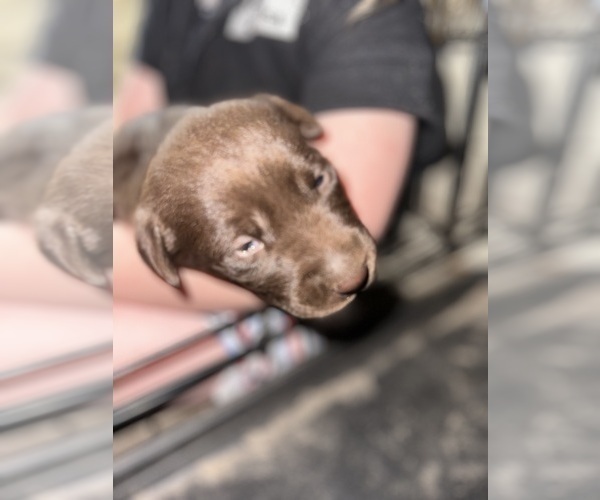 Medium Photo #7 Labrador Retriever Puppy For Sale in LUTZ, FL, USA
