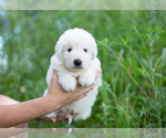 Small #8 Great Pyrenees