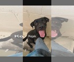Kojack - - Male Great Dane-Labrador Retriever Mix Dog for Adoption - Small photo
