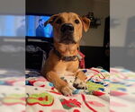Small #10 Mutt