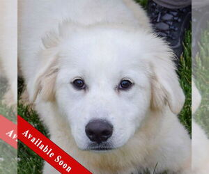 Great Pyrenees Dogs for adoption in Huntley, IL, USA