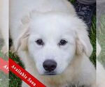 Small Great Pyrenees