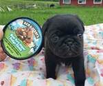 Small Photo #2 Pug Puppy For Sale in LYNDON CENTER, VT, USA