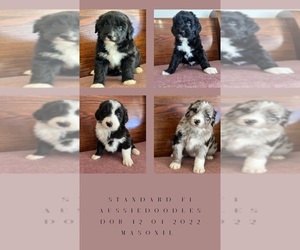 Aussiedoodle Puppy for sale in MASON, IL, USA