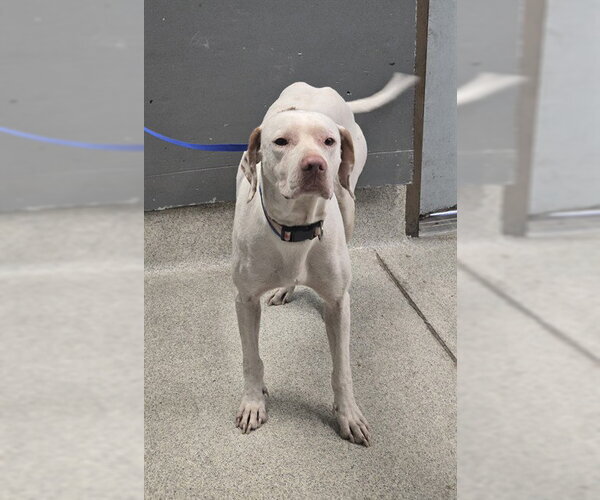Medium Photo #1 German Shorthaired Pointer-Unknown Mix Puppy For Sale in Tallahassee, FL, USA