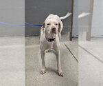Small German Shorthaired Pointer Mix