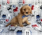 Small #3 Cavapoo (Miniature)