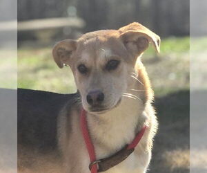 Mutt Dogs for adoption in Yardley, PA, USA