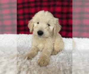Goldendoodle-Poodle (Standard) Mix Puppy for sale in CLIFTON, KS, USA