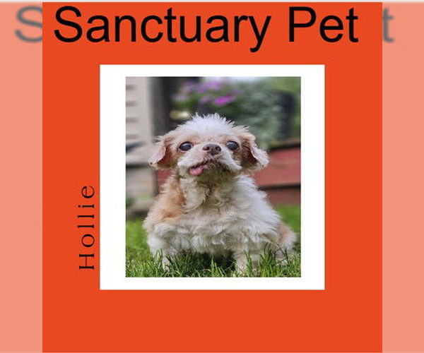 Medium Photo #1 Shih Tzu-Unknown Mix Puppy For Sale in Cuba, NY, USA