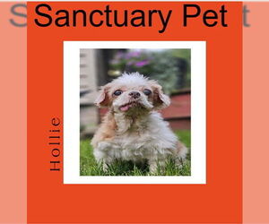 Shih Tzu-Unknown Mix Dogs for adoption in Cuba, NY, USA