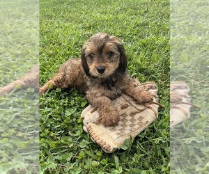 Cavapoo Puppy for sale in MIDDLEBURY, IN, USA