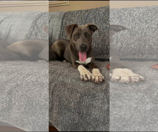 Medium Photo #3 American Pit Bull Terrier-Unknown Mix Puppy For Sale in Germantown, OH, USA