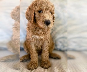 Poodle (Standard) Puppy for Sale in GILBERT, Arizona USA