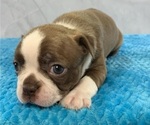 Small Photo #3 Boston Terrier Puppy For Sale in TULARE, CA, USA