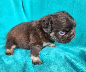 French Bulldog Puppy for sale in LAS VEGAS, NV, USA