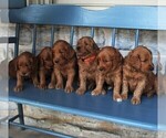 Small Photo #2 Goldendoodle Puppy For Sale in MANHEIM, PA, USA