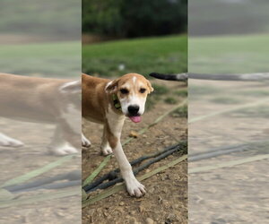 LLP Trixie : Banjo - Male Retriever -Unknown Mix Dog for Adoption - Photo #3