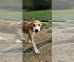 Small Photo #3 Retriever -Unknown Mix Puppy For Sale in Aurora, IN, USA