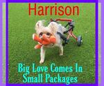 Harrison Yorkie On Wheels - Male Mutt Dog for Adoption - Small photo