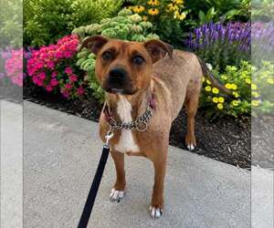 American Staffordshire Terrier-Unknown Mix Dogs for adoption in New Oxford , PA, USA