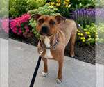Small American Staffordshire Terrier Mix