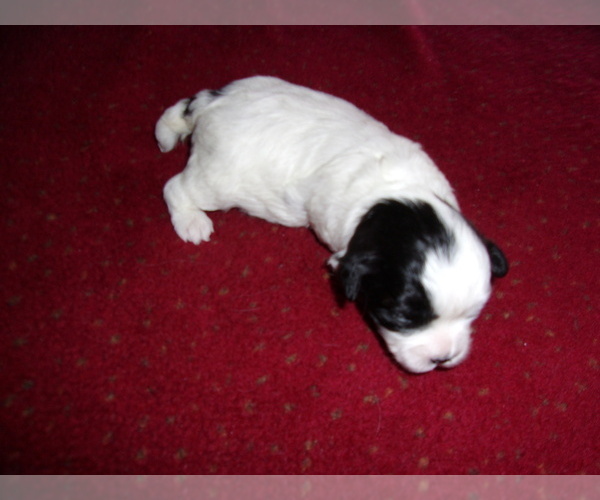 Medium Photo #5 ShihPoo Puppy For Sale in CATLETT, VA, USA