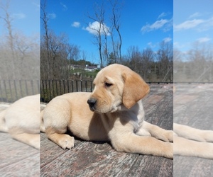 Golden Labrador Puppy for Sale in DUNDEE, New York USA