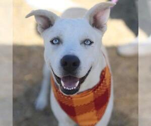 Siberian Husky-Unknown Mix Dogs for adoption in San Antonio, TX, USA