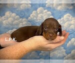 Image preview for Ad Listing. Nickname: Mini clyde