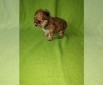 Small #5 Morkie