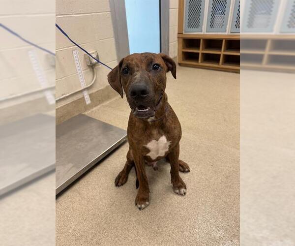 Medium Photo #1 Plott Hound-Unknown Mix Puppy For Sale in Grand Prairie, TX, USA