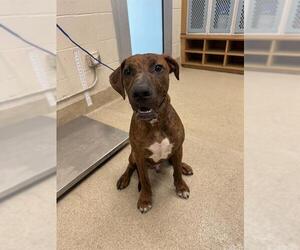 Plott Hound-Unknown Mix Dogs for adoption in Grand Prairie, TX, USA
