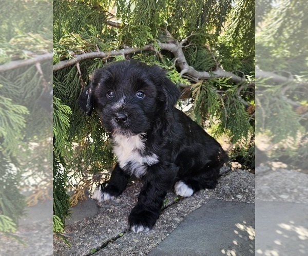Medium Photo #11 Tibetan Terrier Puppy For Sale in WATERLOO, NY, USA