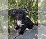 Small Photo #11 Tibetan Terrier Puppy For Sale in WATERLOO, NY, USA