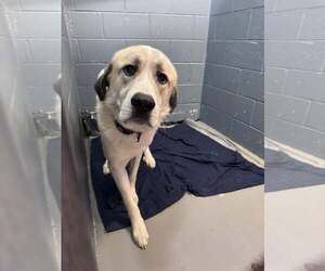Great Pyrenees Dogs for adoption in Rowlett, TX, USA